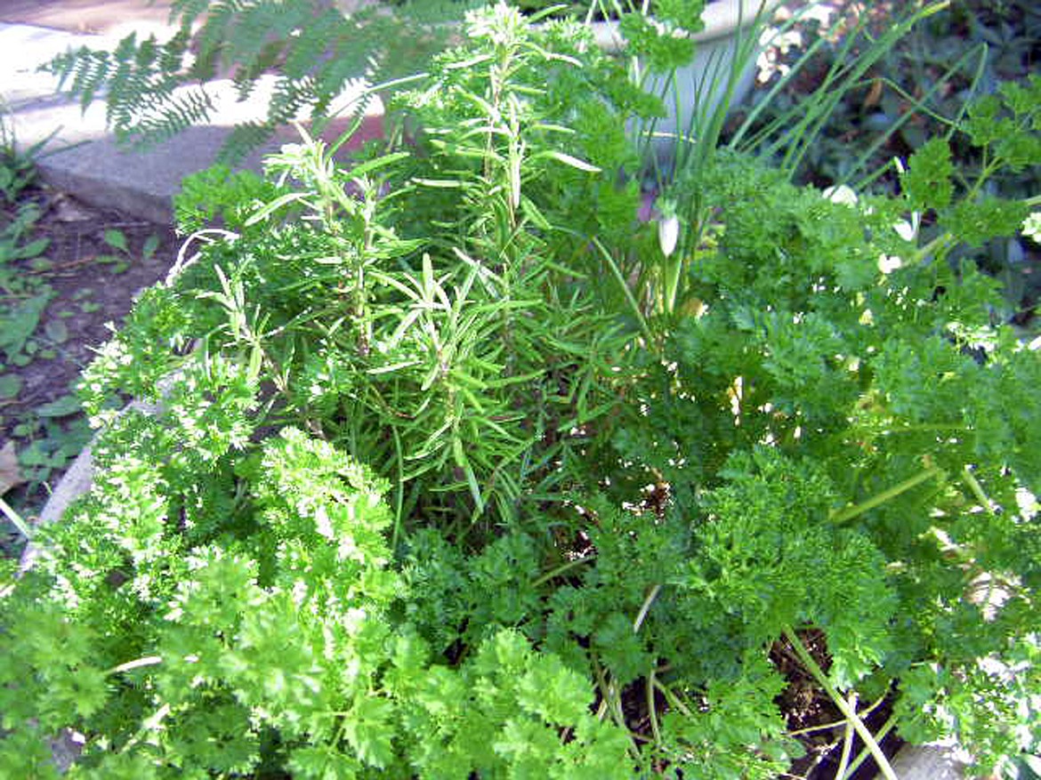 Companions integrate veggies, herbs, flowers for perfect gardens